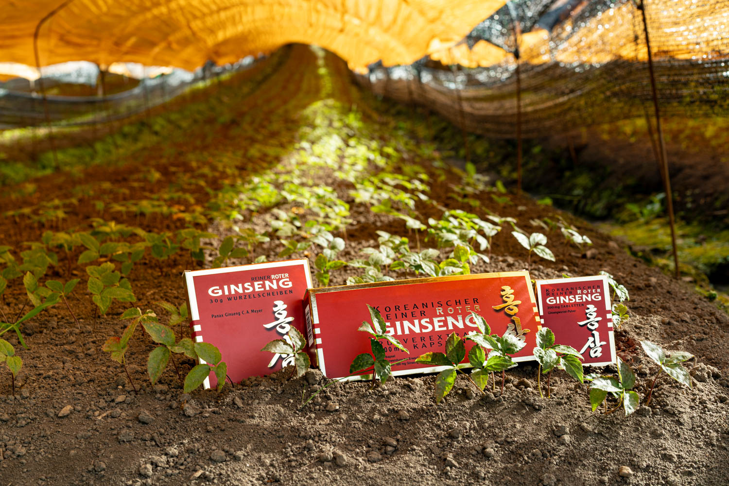 Roter Ginseng Produkte