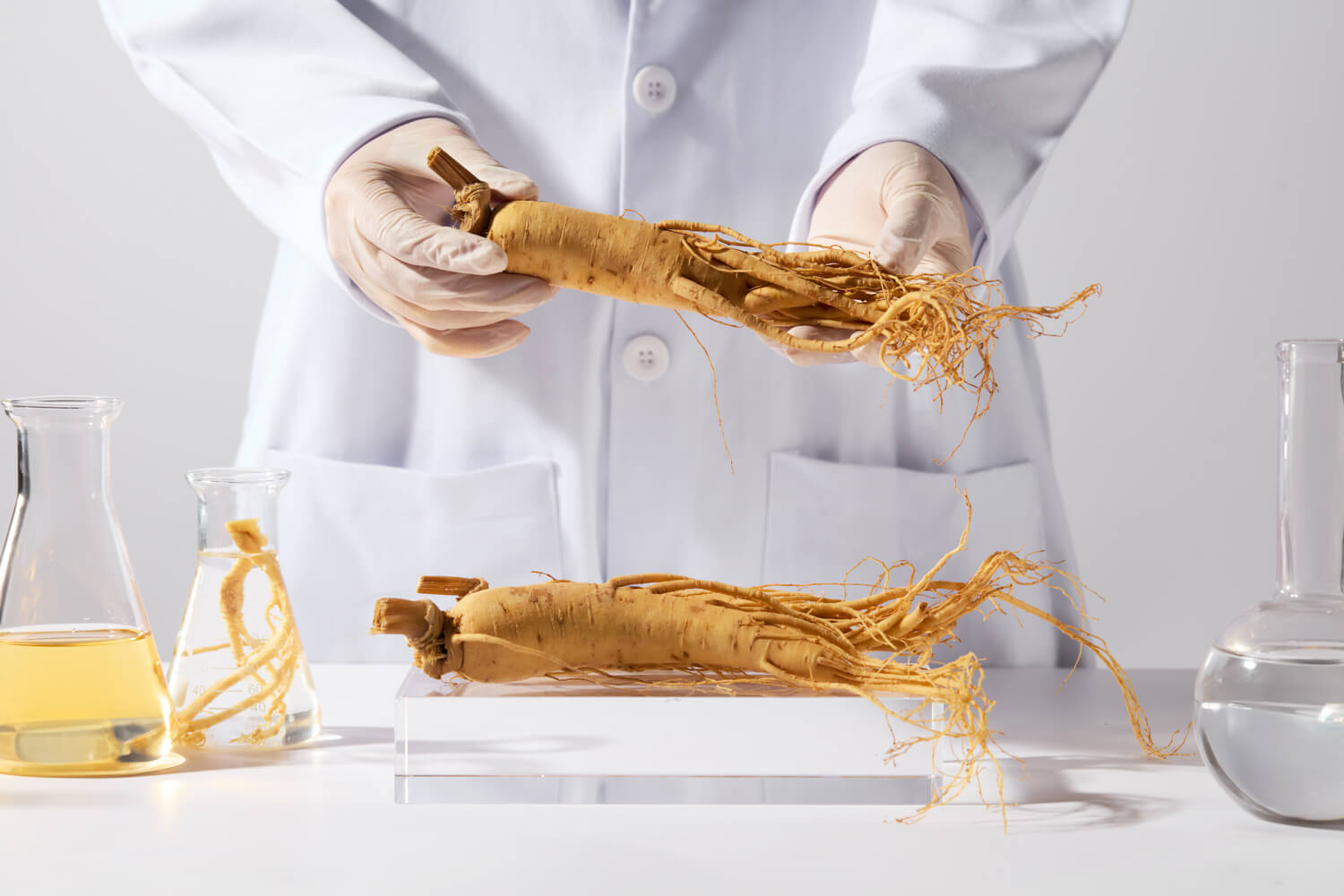 Ginseng Labor