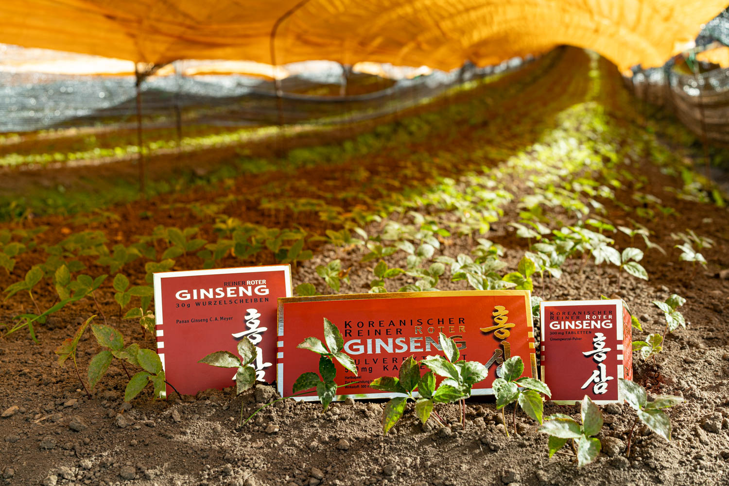 Roter Ginseng Produkte