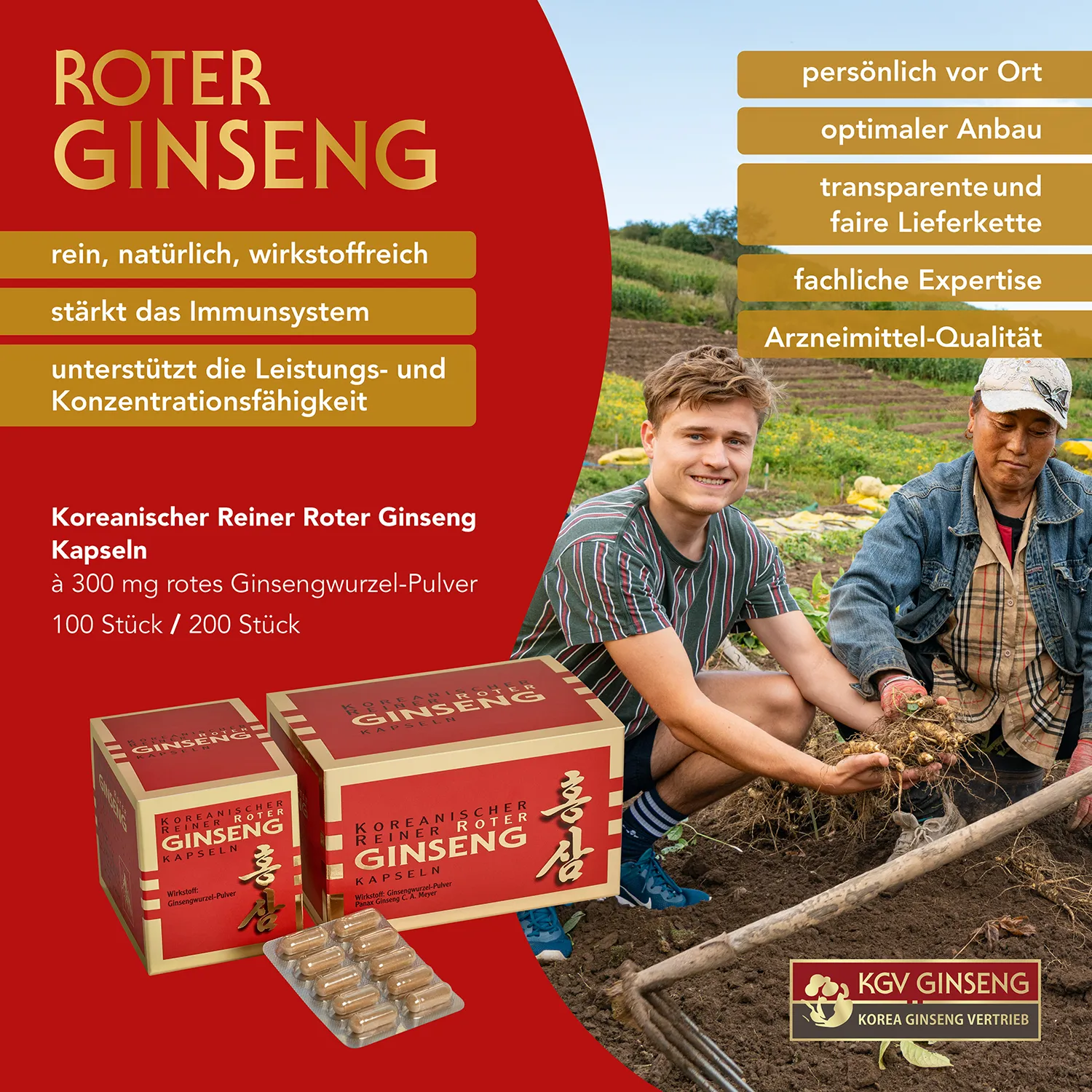 Koreanischer Reiner Roter Ginseng – Kapseln Ginseng Kapseln Details