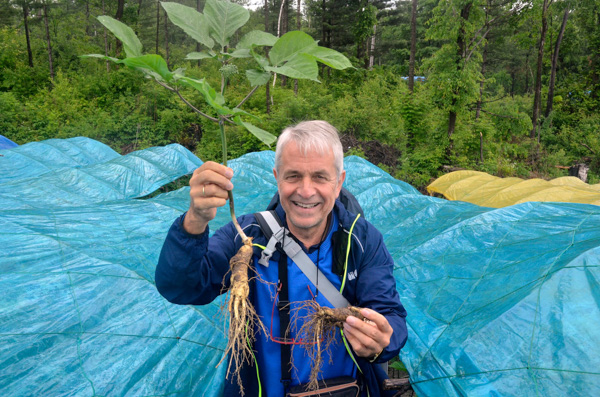 KGV bei Ginseng Ernte