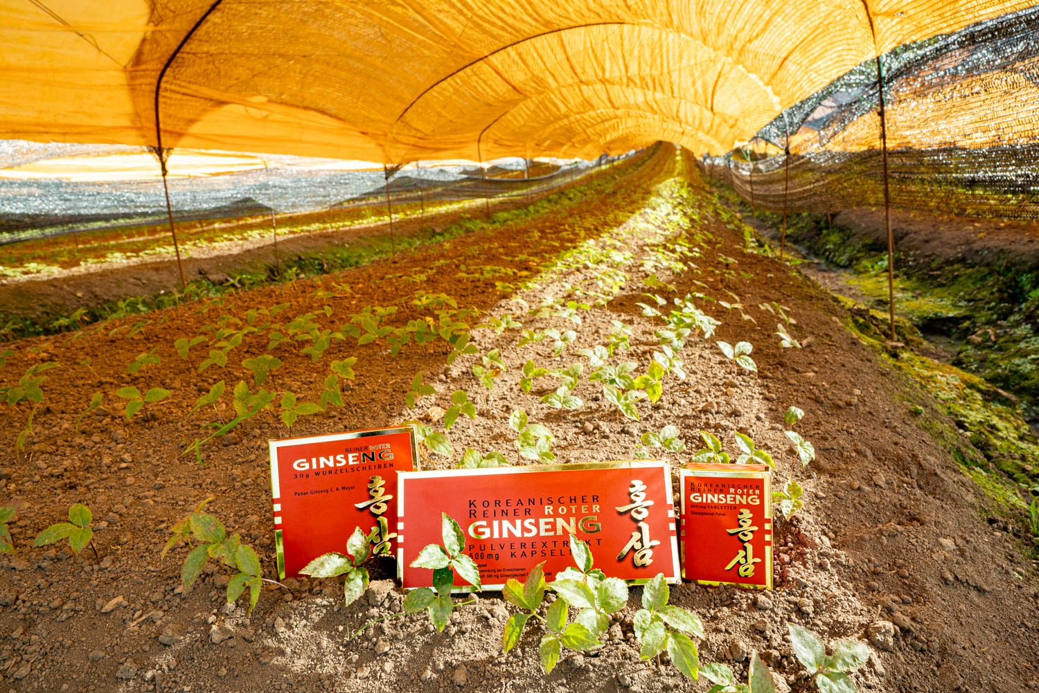 Roter Ginseng Produkte