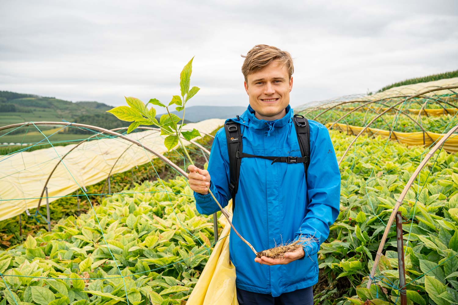 Lennart von Sobbe prüft die Qualität einer frisch geernteten Ginsengwurzel